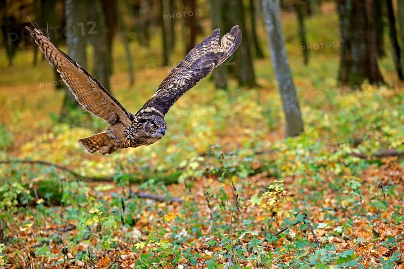 Eurasian Eagle Owl