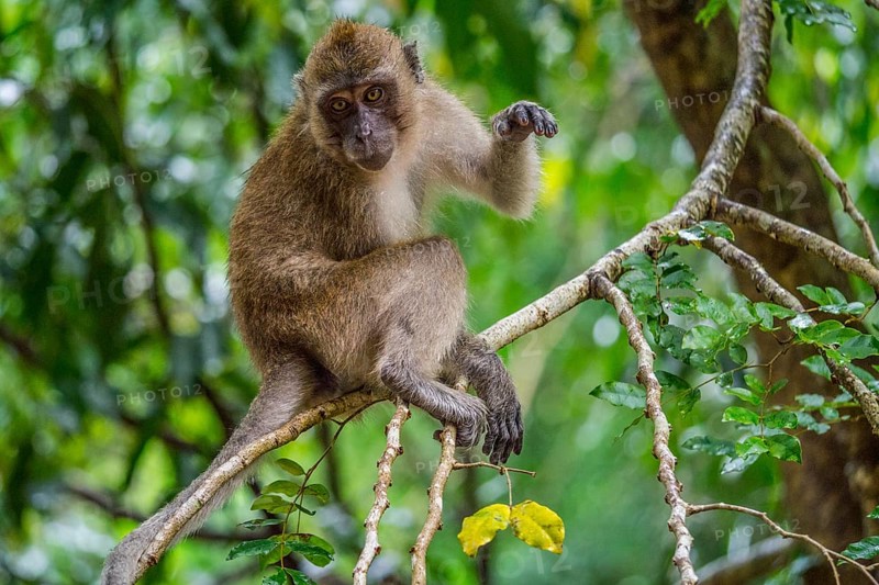 Long-tailed macaque