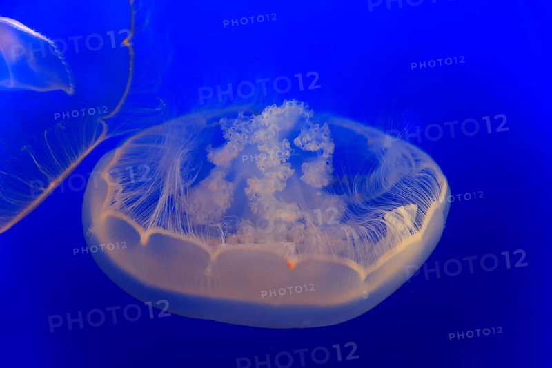 Moon Jelly