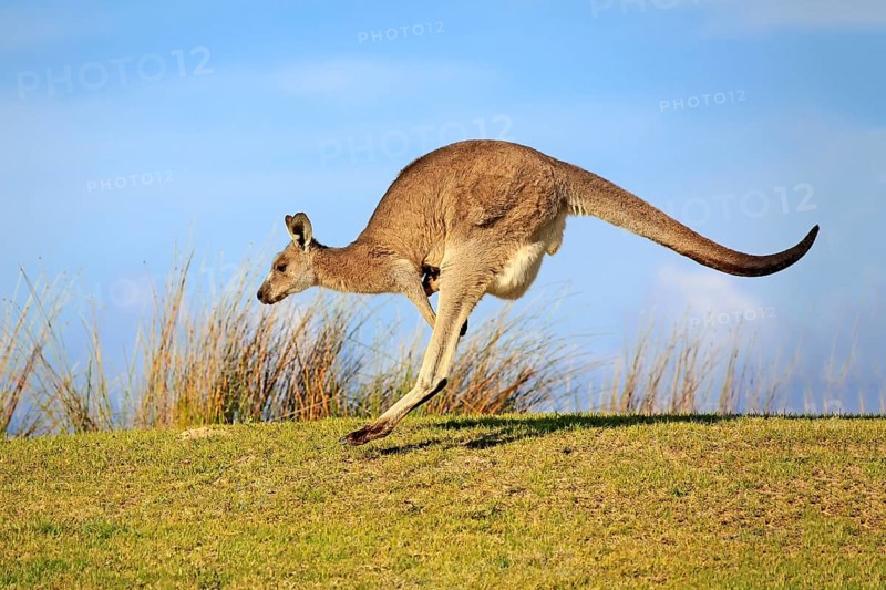 Eastern grey kangaroo