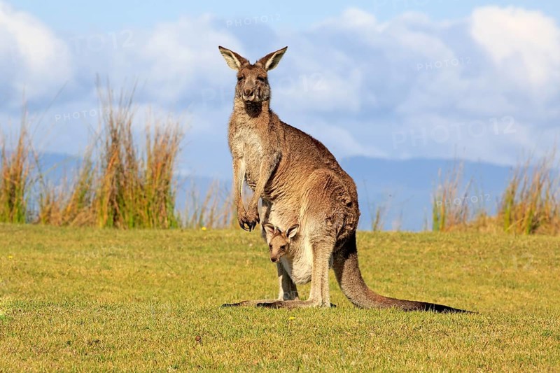 Eastern grey kangaroo