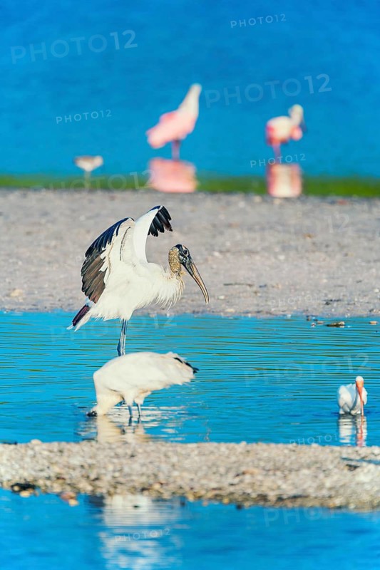 Wood Stork