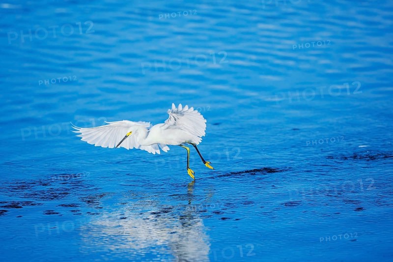 Snowy Egret