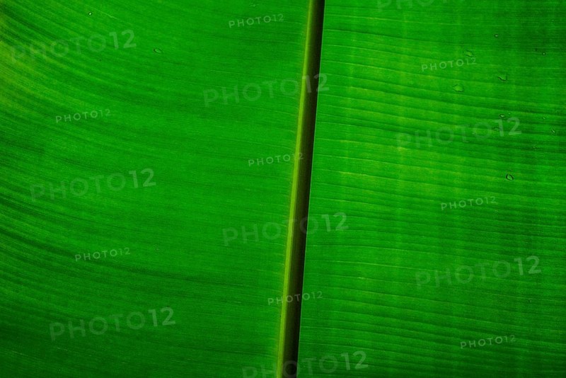 Banana leaf