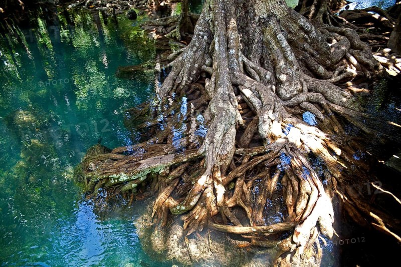 Mangrove trail in Tha Pom Khlong Song Nam national park