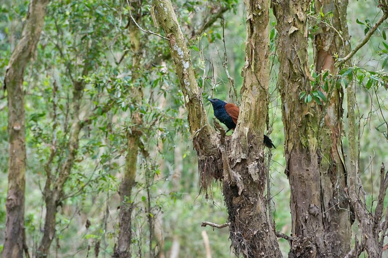Greater Coucal