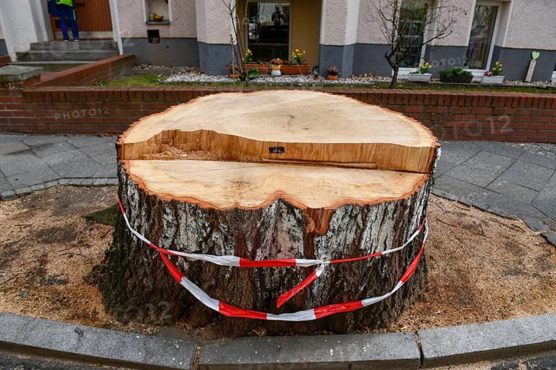 Fallen tree