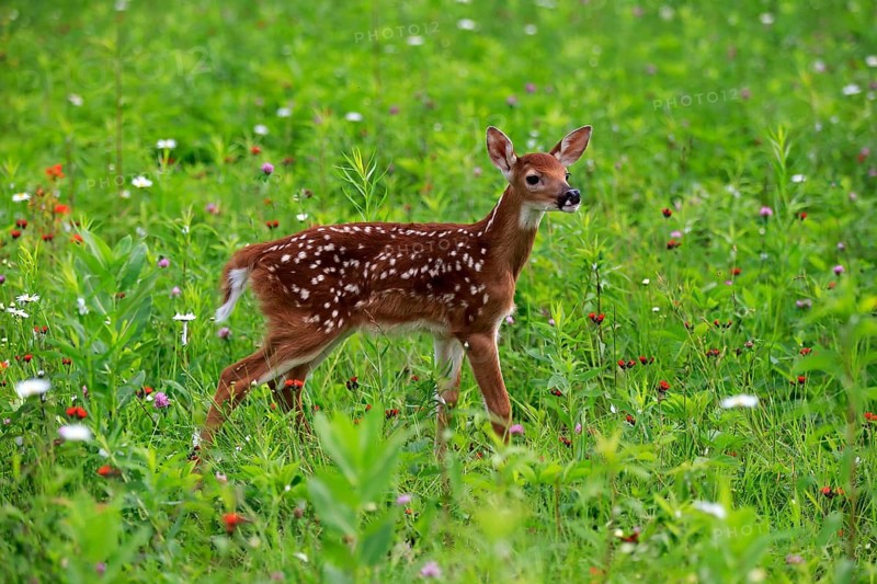 White-tailed deer