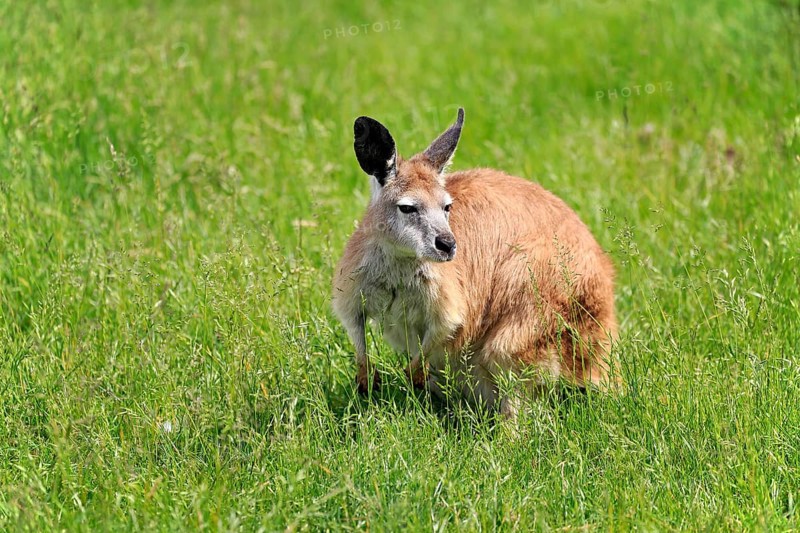 Eastern wallaroo
