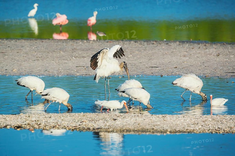 Wood Stork