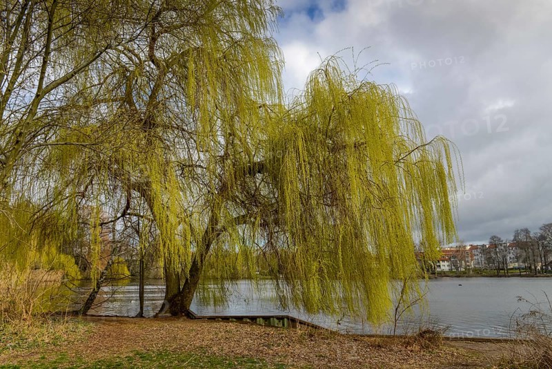 Weeping willow