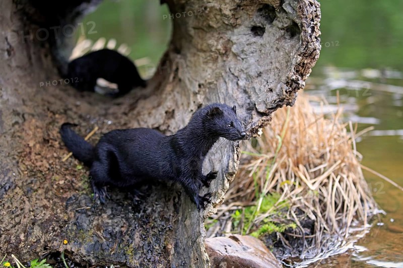 American mink