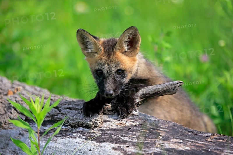 Eastern american red fox
