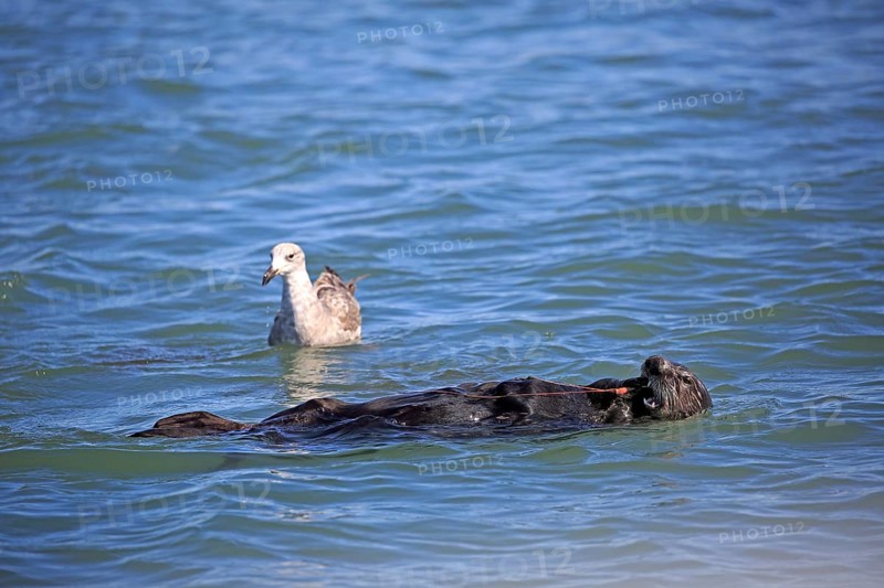 Sea Otter