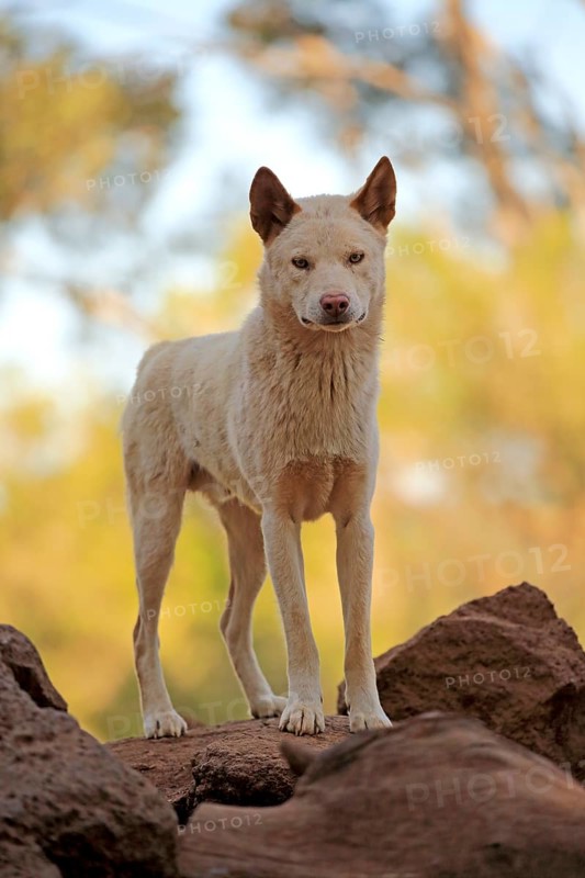 Dingo