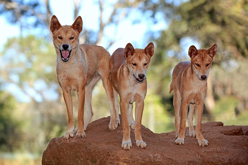 Dingo