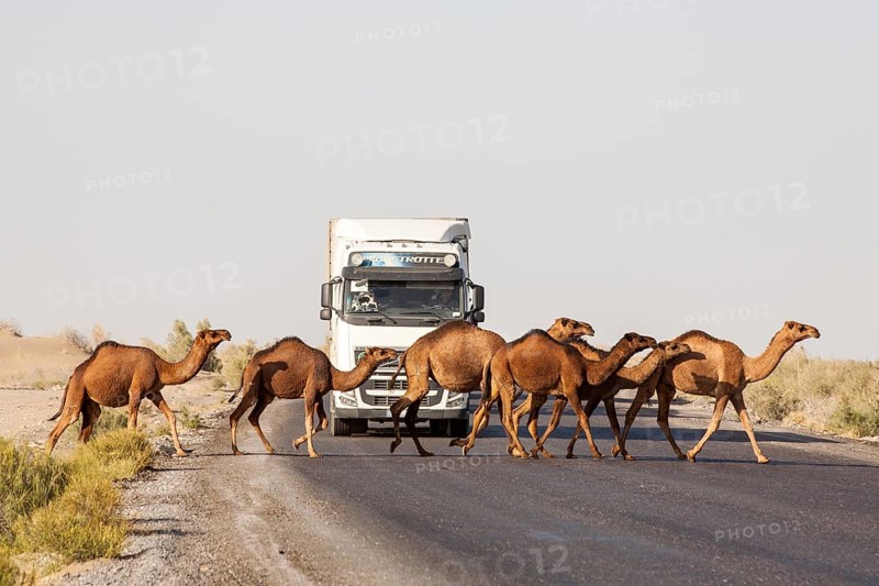 The Modern Silk Road