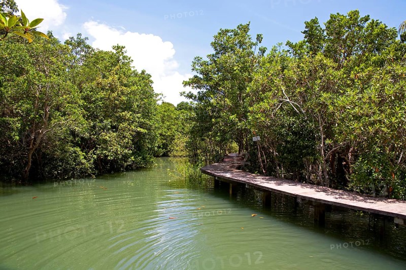 Mangrove trail in Tha Pom Khlong Song Nam nature park