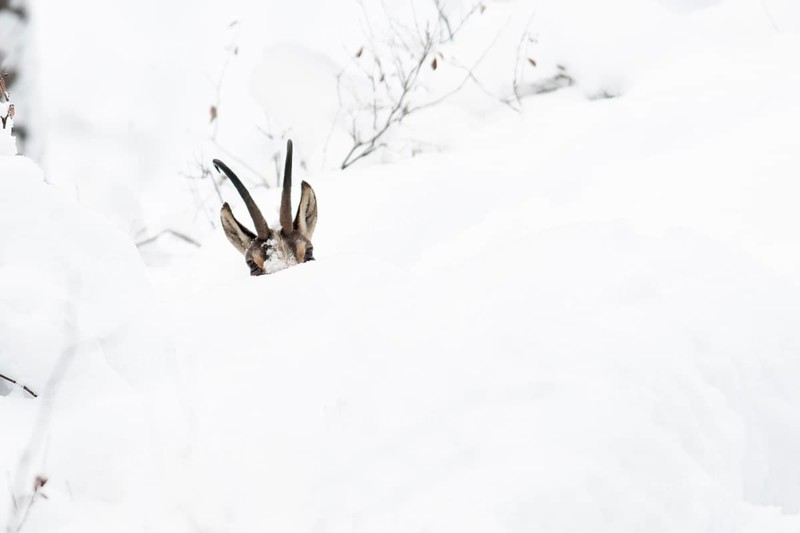 Chamois