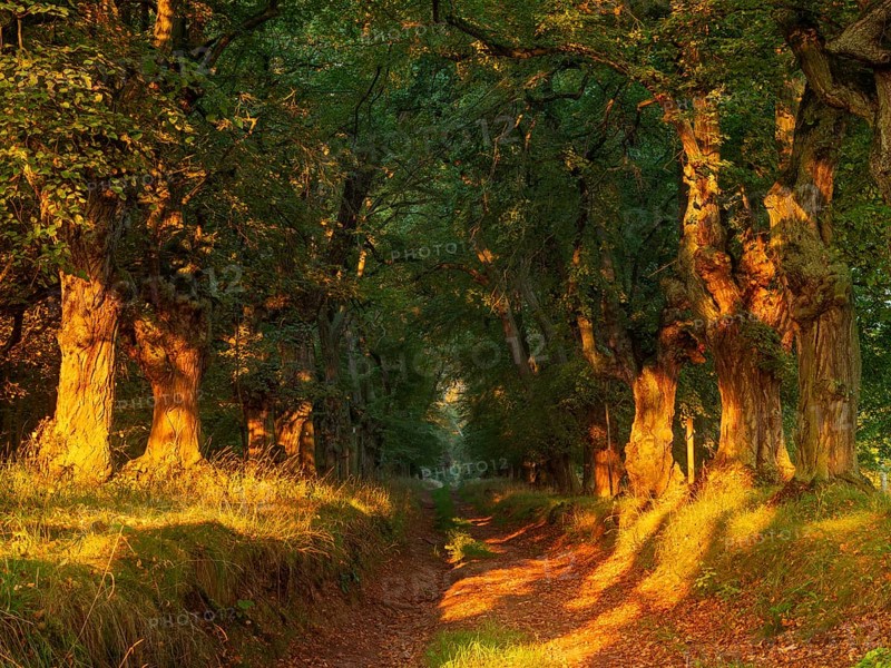 Old linden avenue at Kyffhaeuser in the first morning light