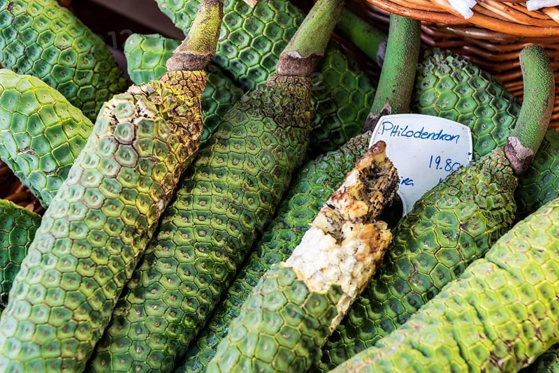 Philodendron fruit