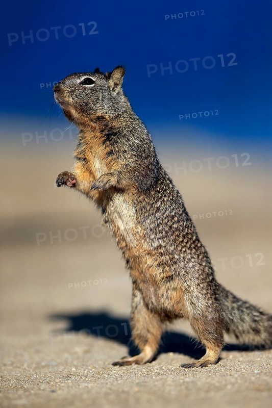 California Ground Squirrel