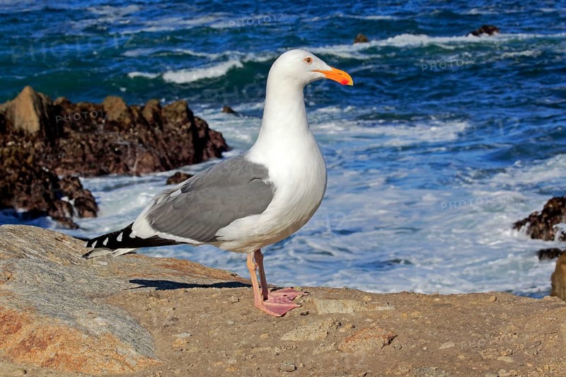 Western Gull