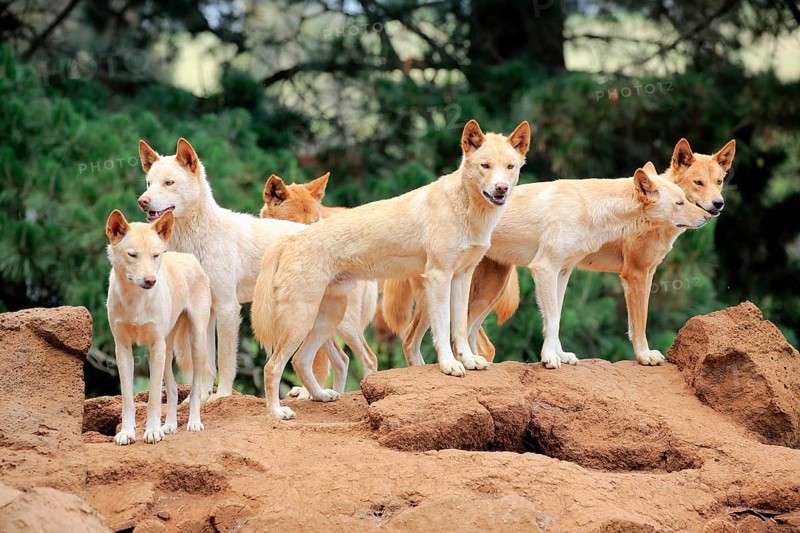 Dingo