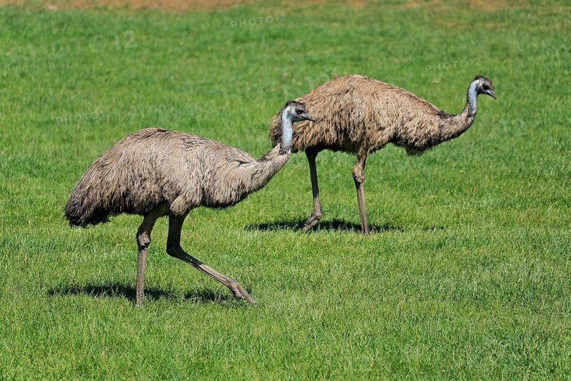 Emu
