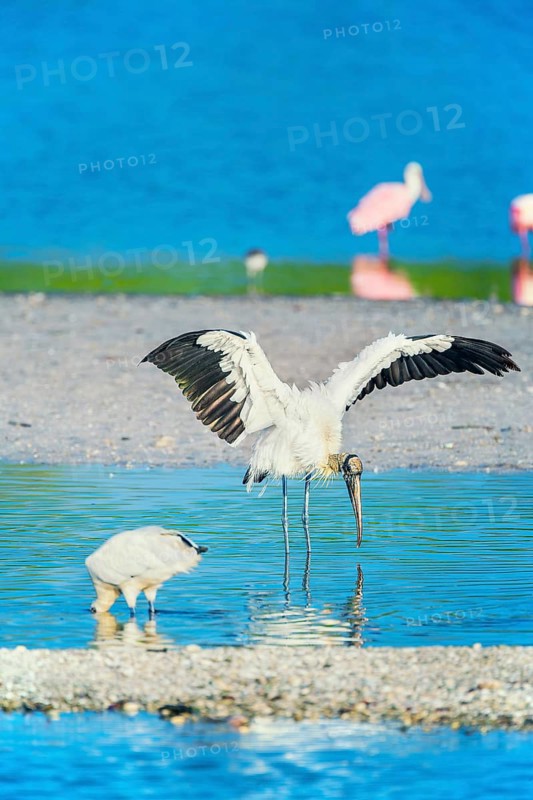 Wood Stork