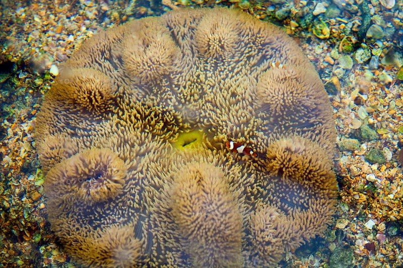 coral