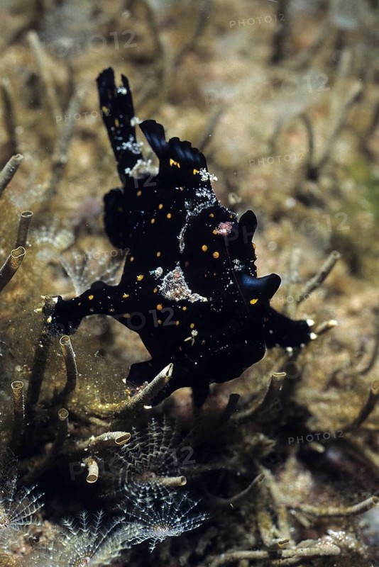 Juvenile painted frogfish