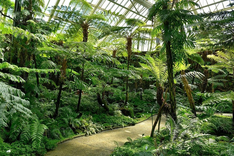 Fern House