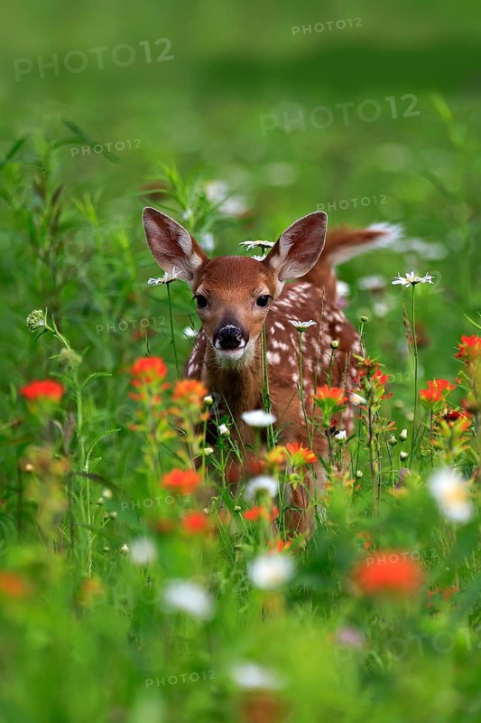 White tailed deer