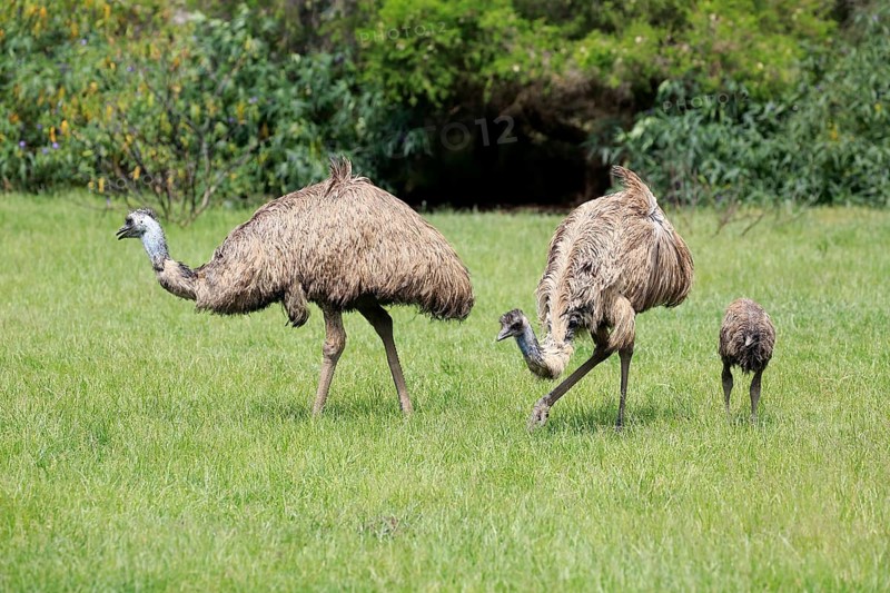 Emu