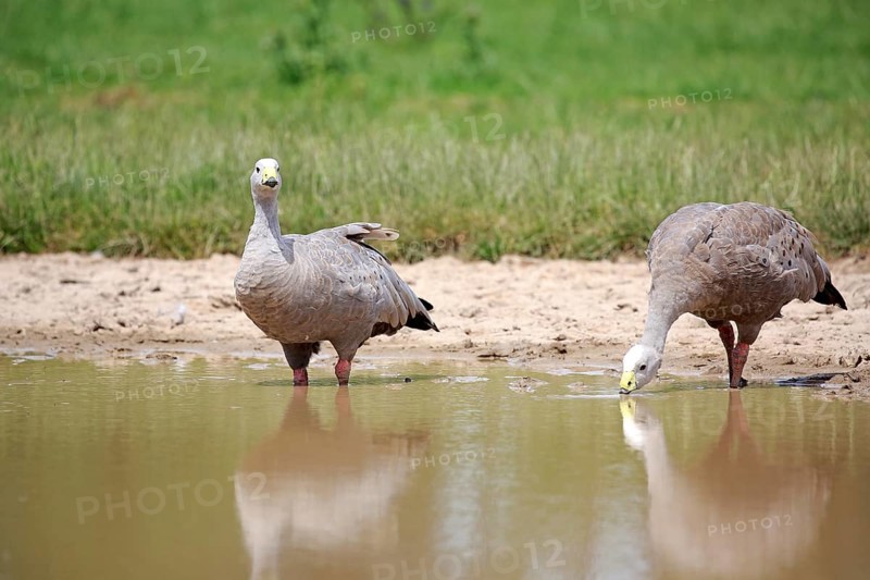 Cape Barren Goose
