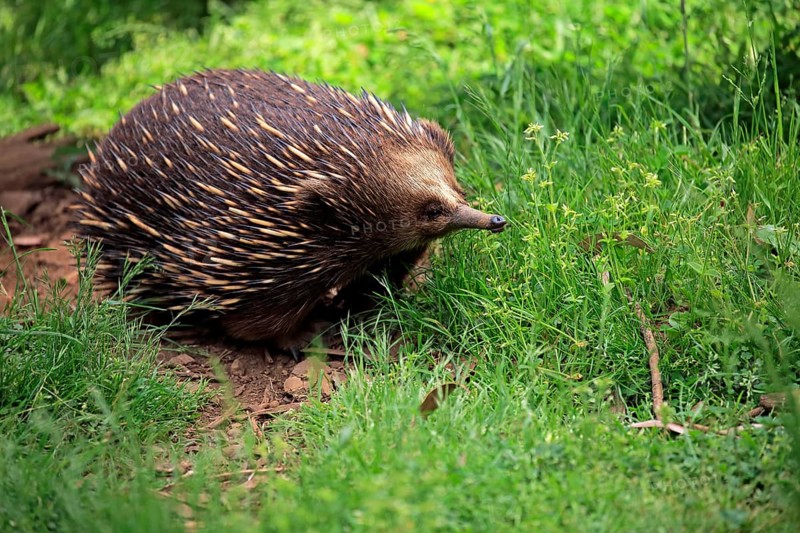 Short-beaked Echidna