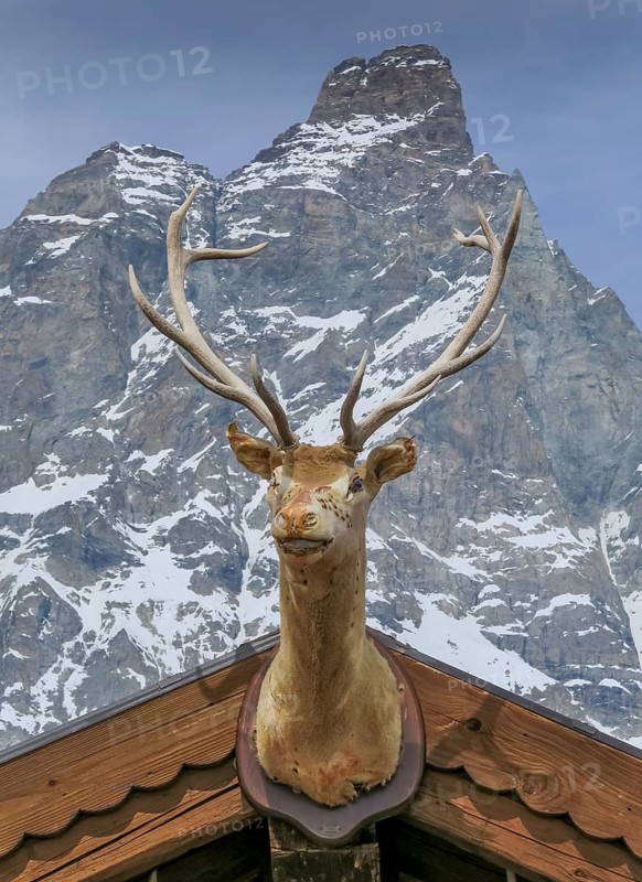 Deer Head