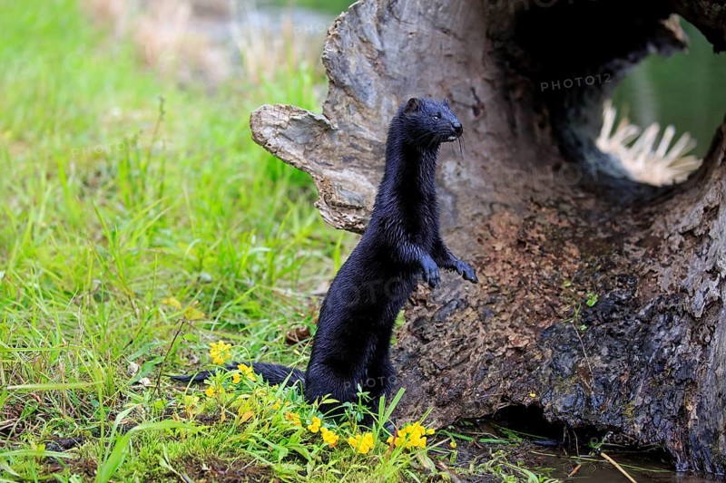 American Mink