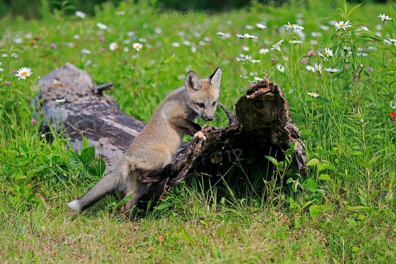 Eastern american red fox