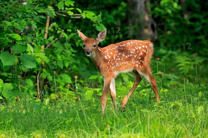 White-tailed deer