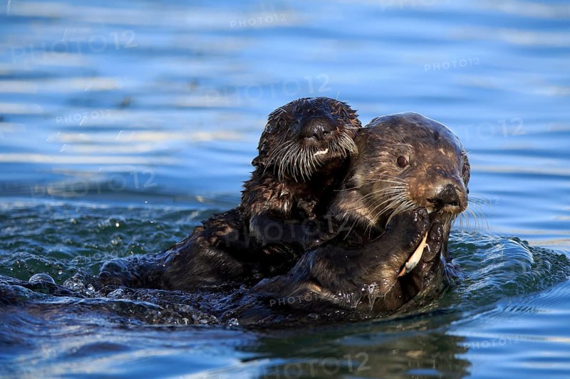 Sea Otter