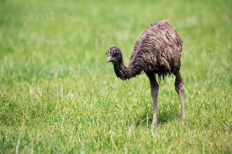 Emu