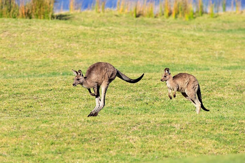 Eastern grey kangaroo
