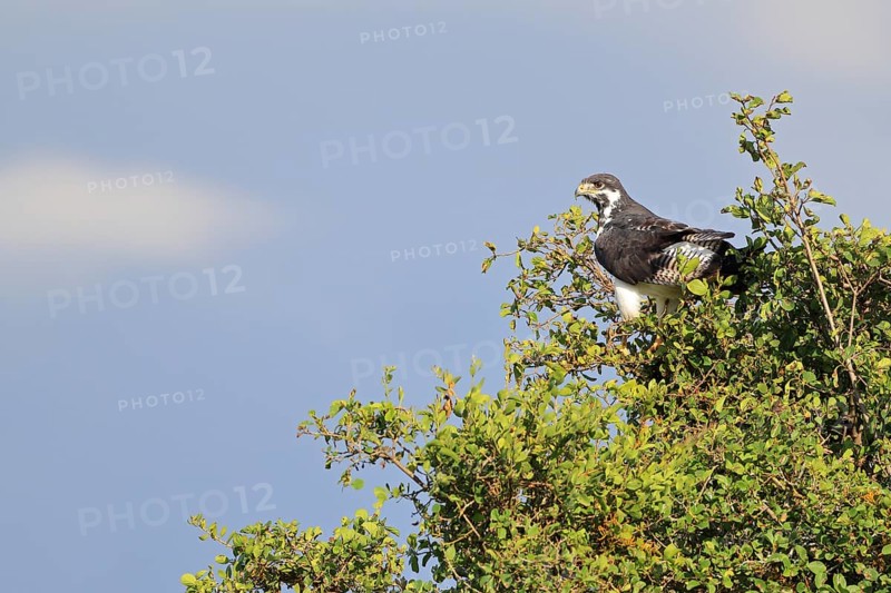 Martial eagle