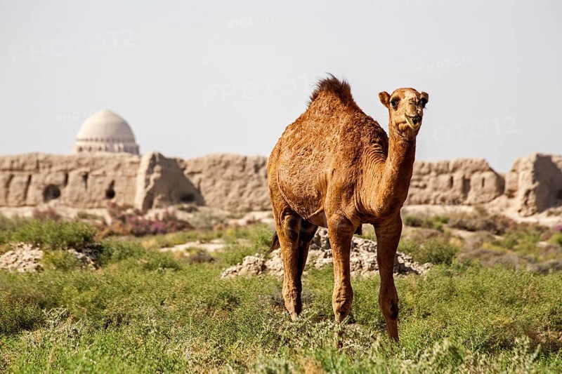 Dromedaries in front of ancient city wall