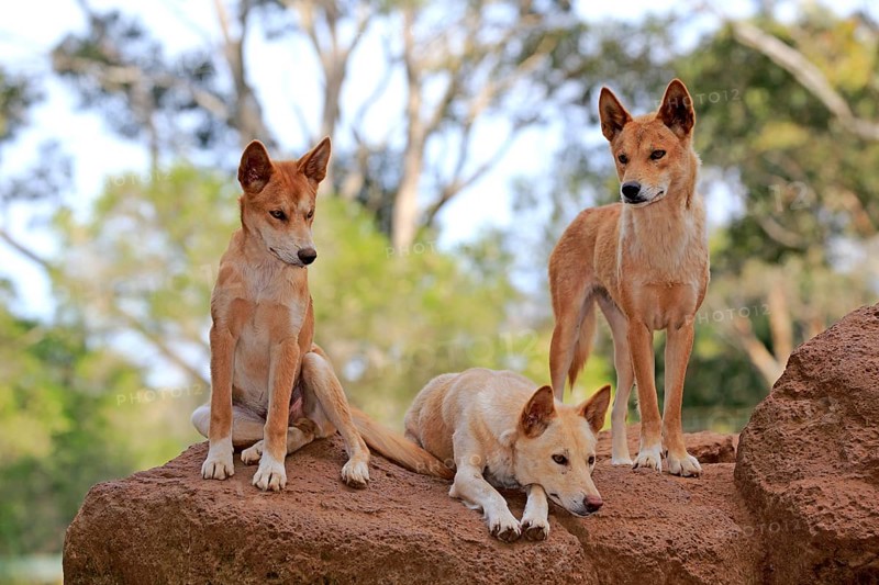 Dingo