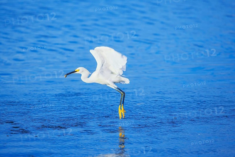 Snowy Egret