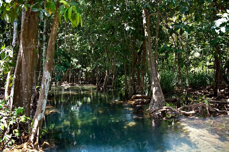 Mangrove trail in Tha Pom Khlong Song Nam nature park/ Mangrove trail in Tha Pom Khlong Song Nam national park