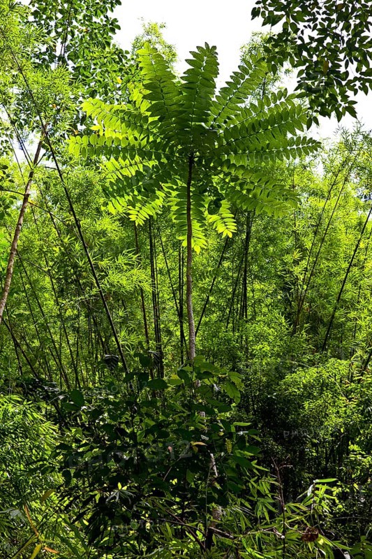 Tree fern